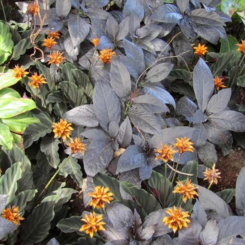 Calathea crocata - Calathée safranée (Foliage)