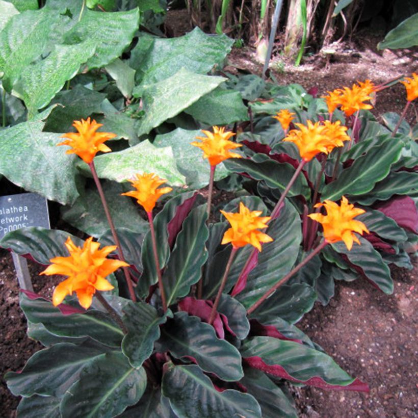 Calathea crocata - Calathée safranée (Plant habit)