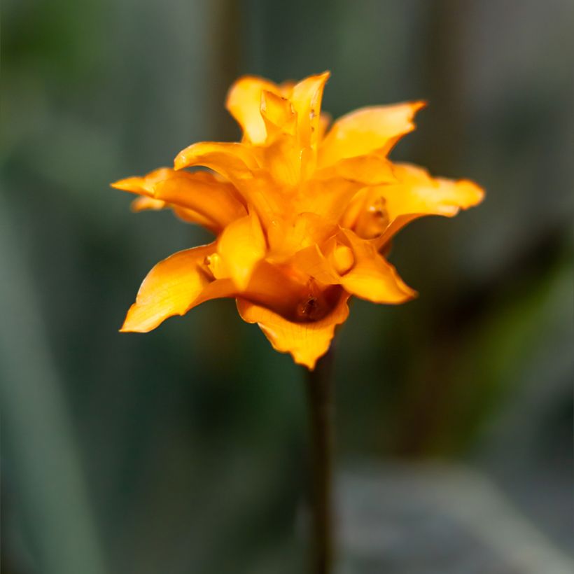 Calathea crocata - Calathée safranée (Flowering)