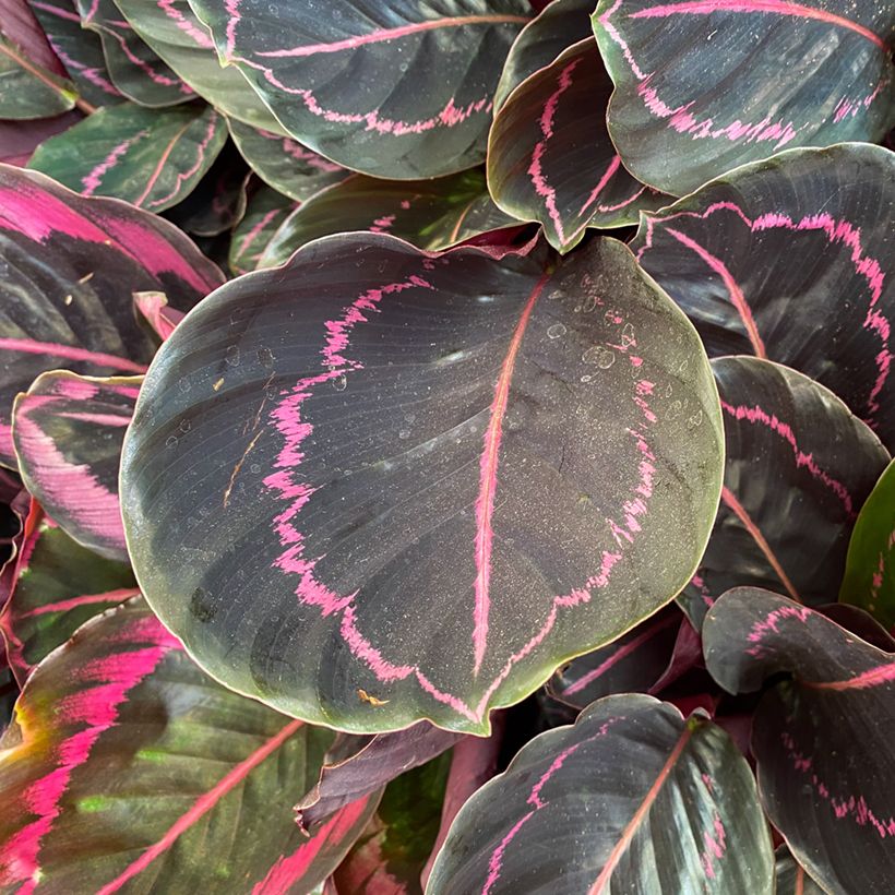 Calathea Dottie (Foliage)