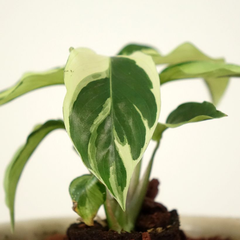 Calathea Fusion White (Foliage)
