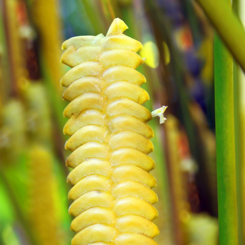 Calathea insignis (Flowering)