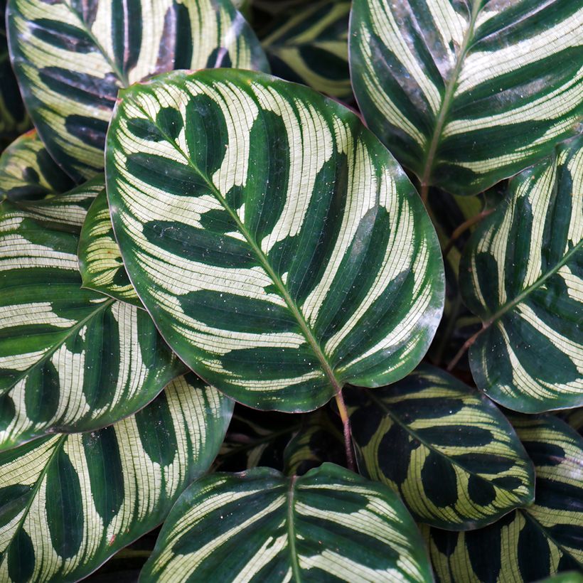 Calathea makoyana (Foliage)