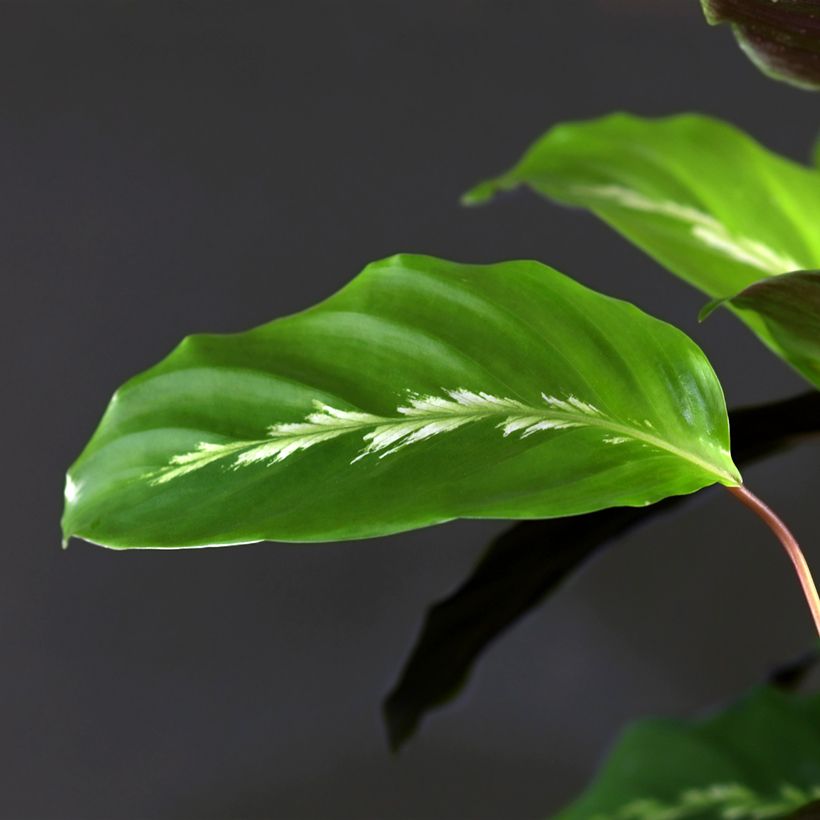 Calathea Maui Queen (Foliage)