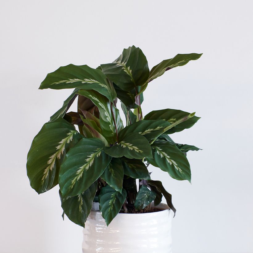Calathea Maui Queen (Plant habit)
