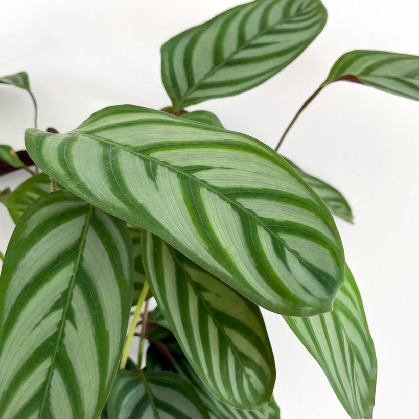 Ctenanthe oppenheimiana (Feuillage)