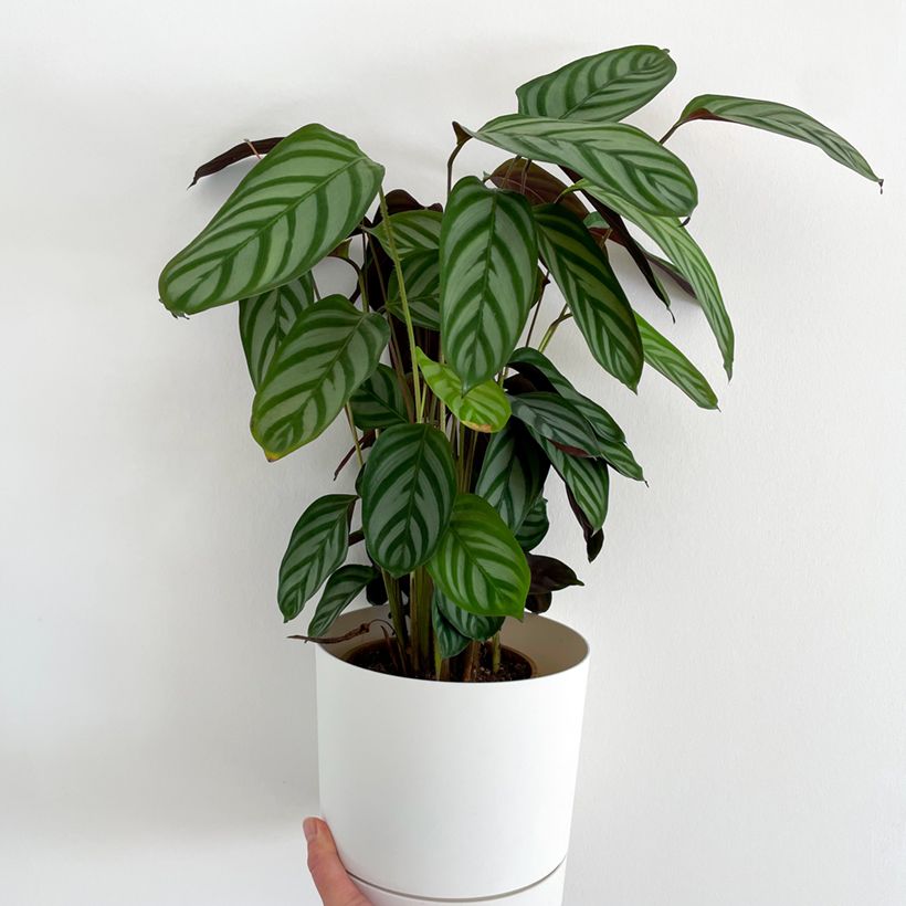 Ctenanthe oppenheimiana (Port)