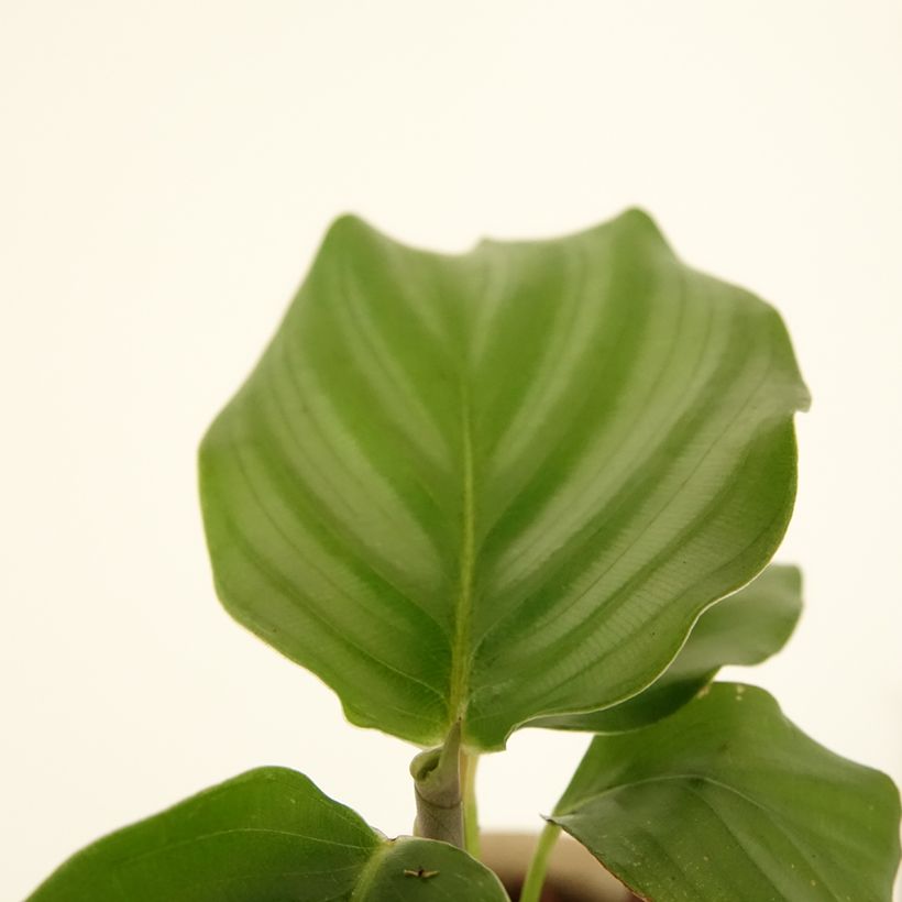 Calathea orbifolia (Foliage)
