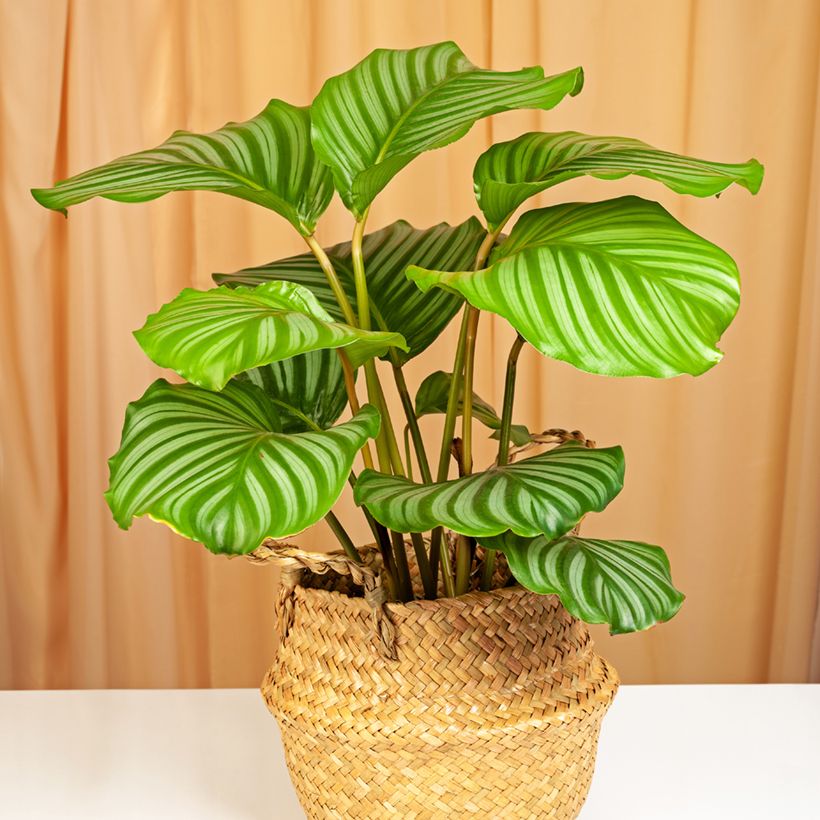 Calathea orbifolia (Plant habit)