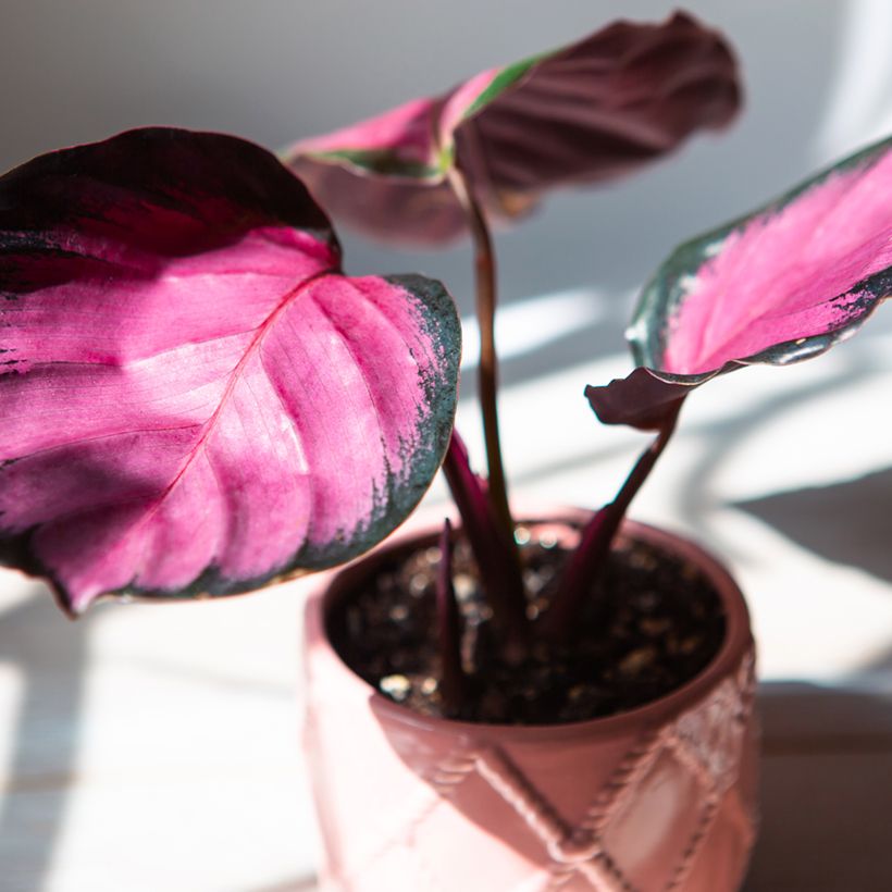 Calathea roseopicta Rosy (Foliage)