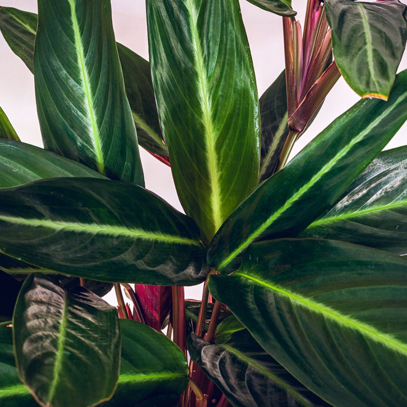 Calathea sanguinea (Foliage)