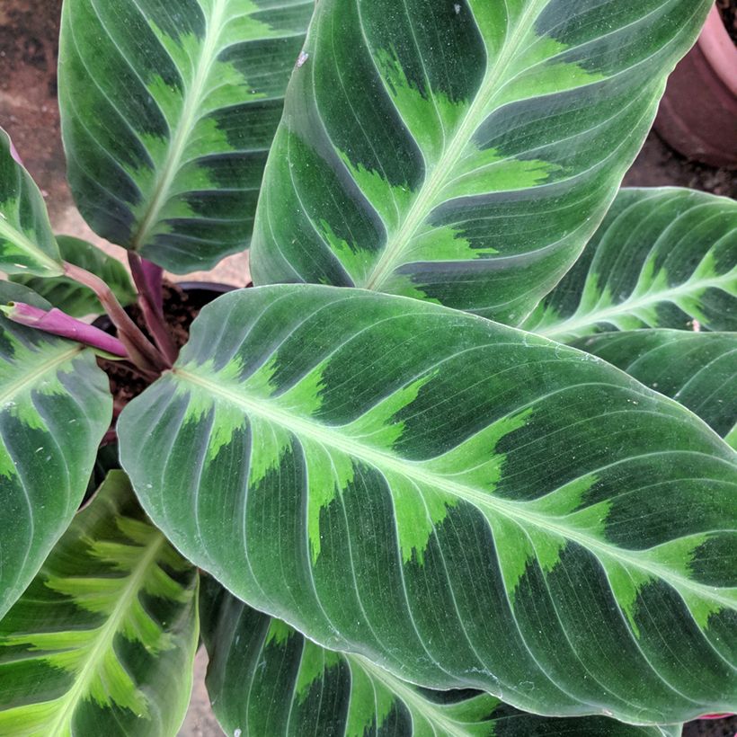 Calathea warscewiczii (Feuillage)