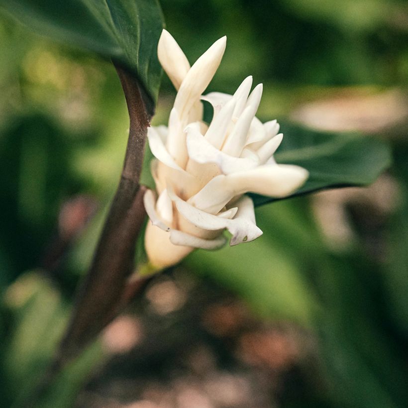 Calathea warscewiczii (Floraison)