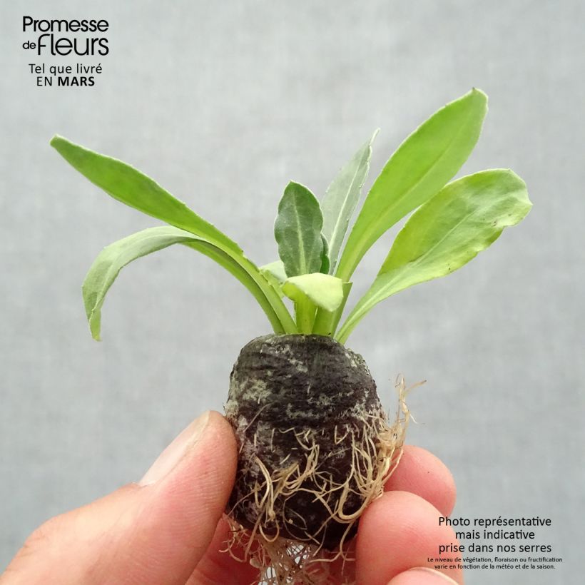 Example of Calendula Powerdaisy Sunny - Souci Mini-motte Ø 3/4 cm, Plant vert de 5 cm de haut environ as you get in printemps