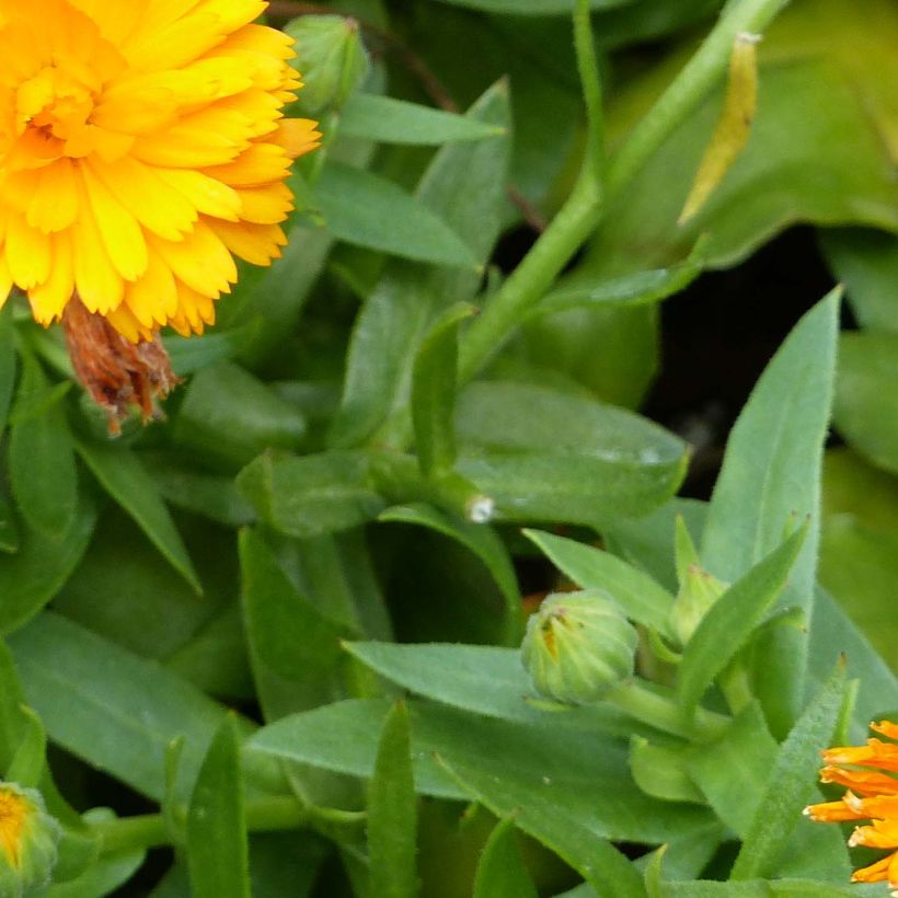 Calendula Powerdaisy Tango - Souci (Foliage)