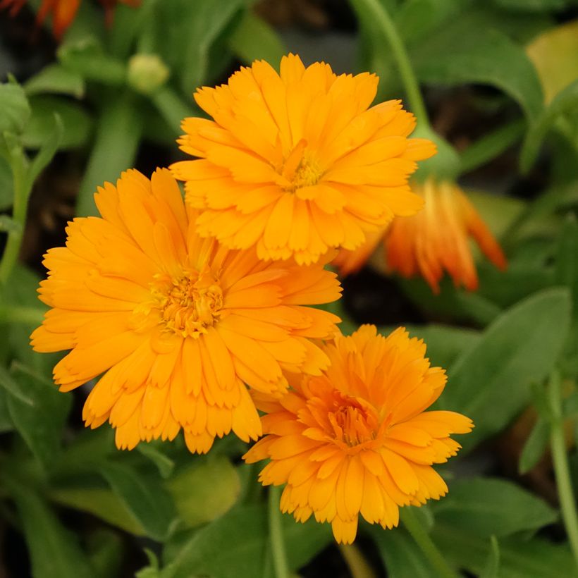 Calendula Powerdaisy Tango - Souci (Floraison)