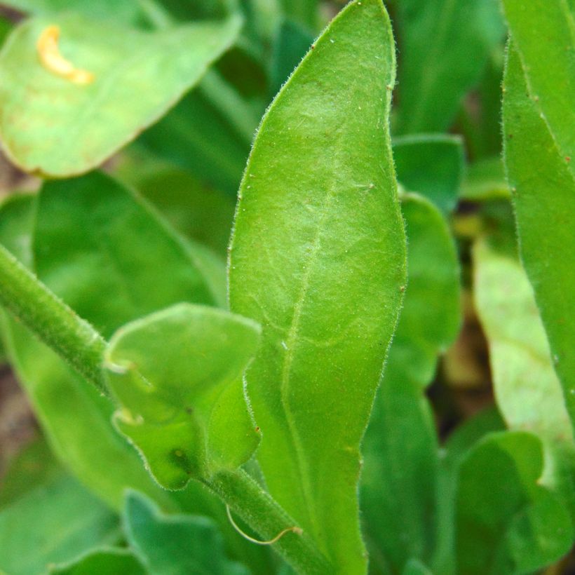 Graines de Calendula officinalis - Souci des Jardins (Foliage)