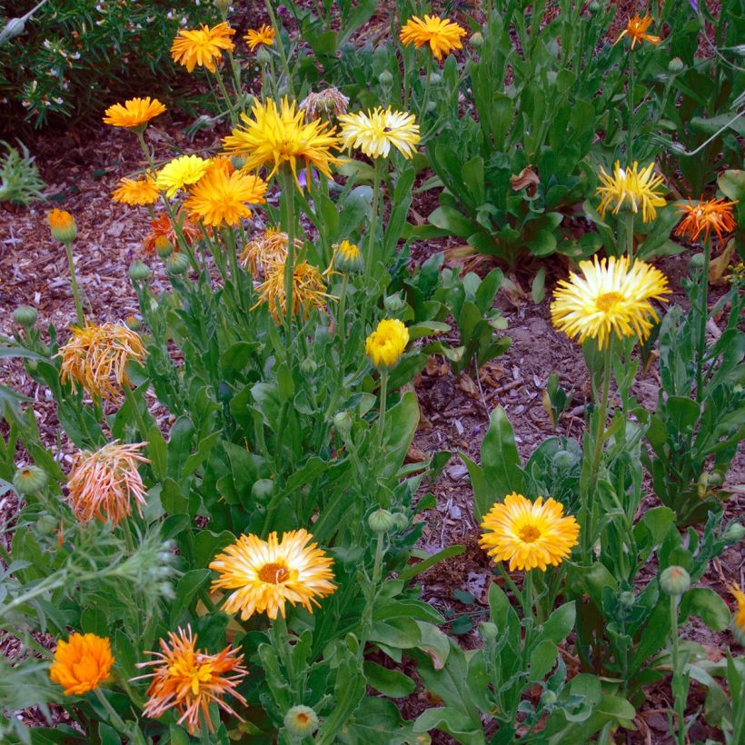 Graines de Calendula officinalis - Souci des Jardins (Plant habit)