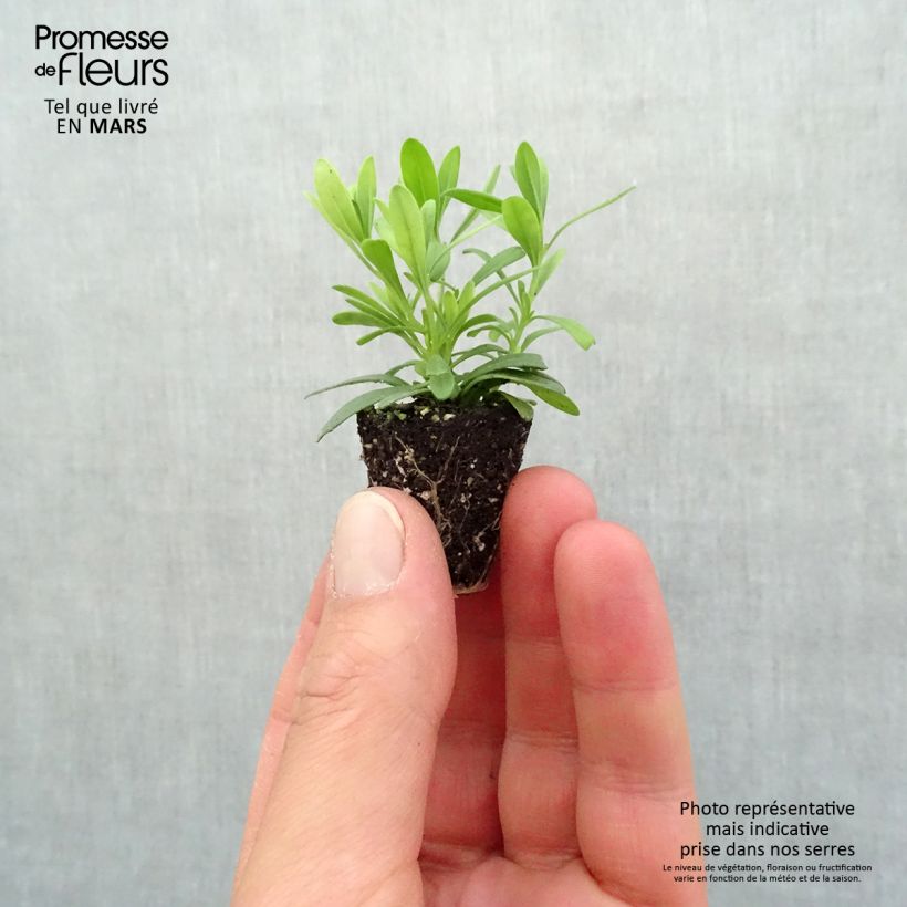 Spécimen de Calibrachoa Can-Can Rosies Blue - Mini-pétunia double Mini-motte Ø 3/4 cm, Plant vert de 5 à 10 cm de haut tel que livré au printemps