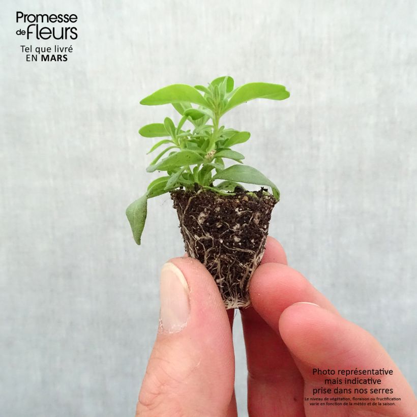 Spécimen de Calibrachoa Can-Can Rosies Pink - Mini-pétunia double Mini-motte Ø 3/4 cm, Plant vert de 5 à 10 cm de haut tel que livré au printemps