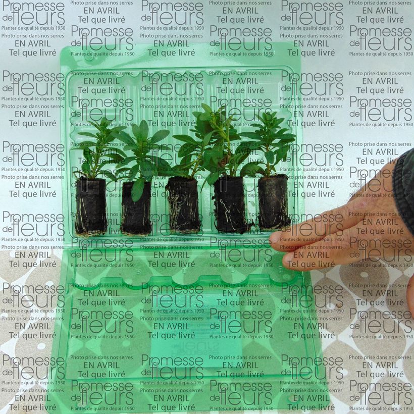 Exemple de spécimen de Calibrachoa Chamaeleon Blueberry Scone - Mini-pétunia Mini-motte Ø 3/4 cm, Plant vert de 5 à 10 cm de haut tel que livré