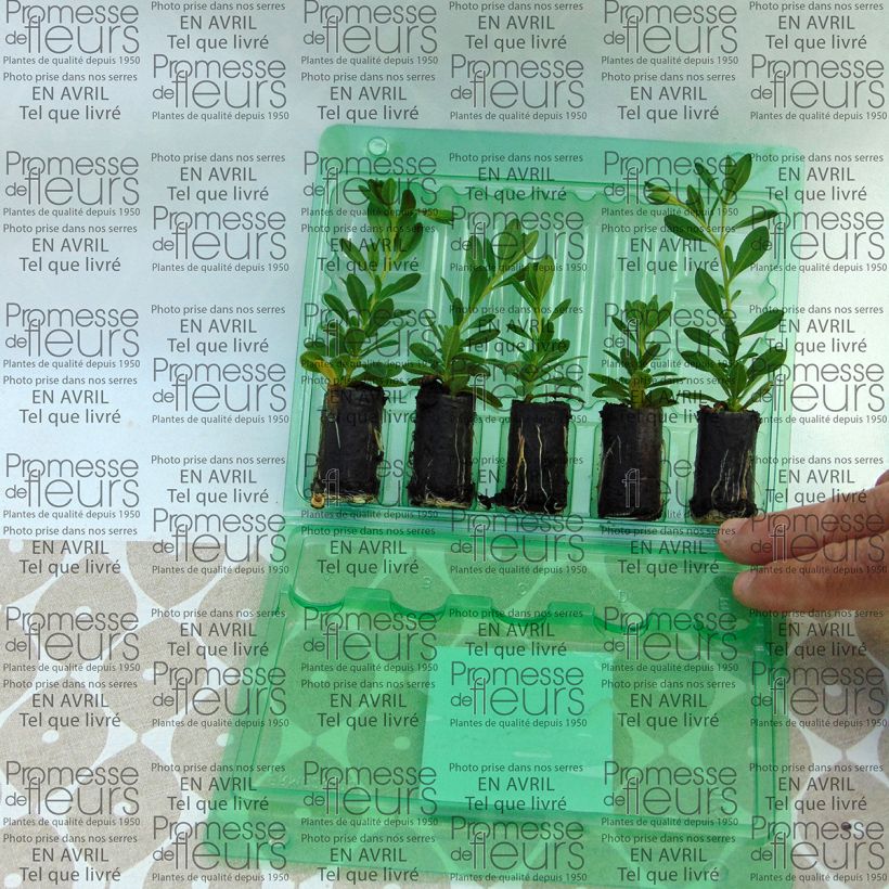 Exemple de spécimen de Calibrachoa Chamaeleon Double Pink Yellow  - Mini-pétunia Mini-motte Ø 3/4 cm, Plant vert de 5 à 10 cm de haut tel que livré