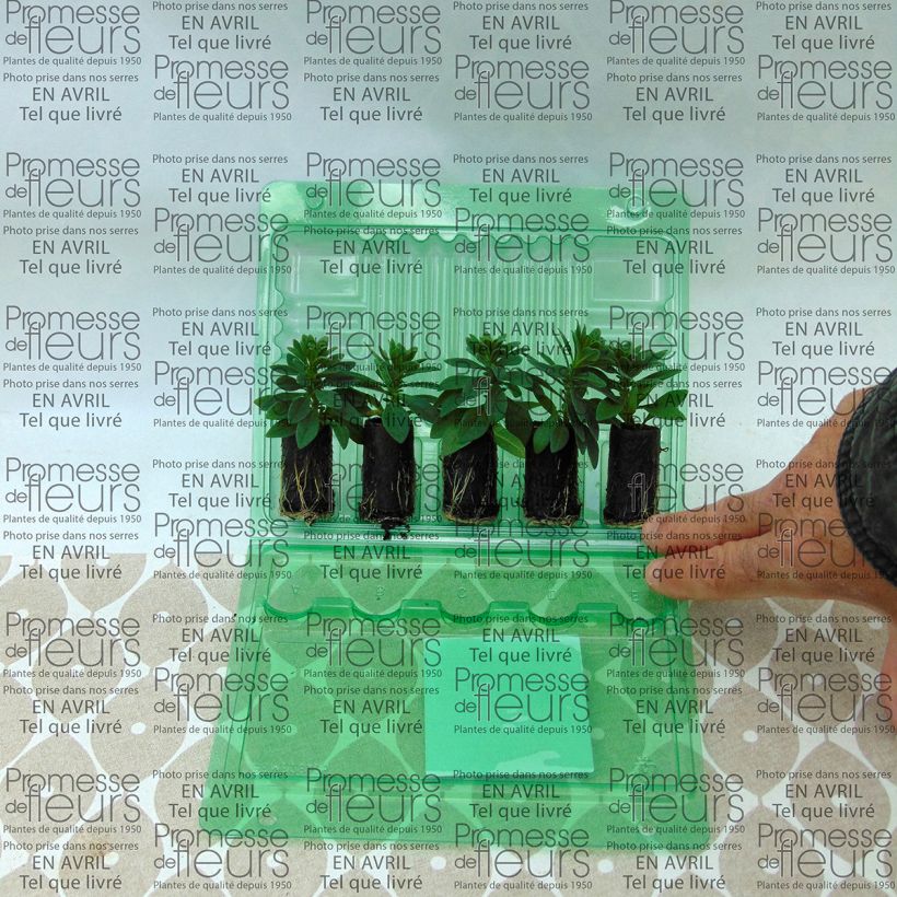 Exemple de spécimen de Calibrachoa Chamaeleon Pink Passion - Mini-pétunia Mini-motte Ø 3/4 cm, Plant vert de 5 à 10 cm de haut tel que livré