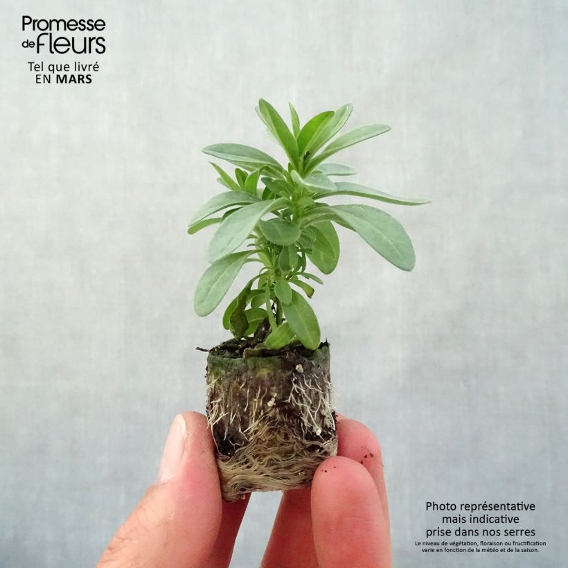 Example of Calibrachoa Eyeconic Purple - Mini-pétunia Mini-motte Ø 3/4 cm as you get in printemps