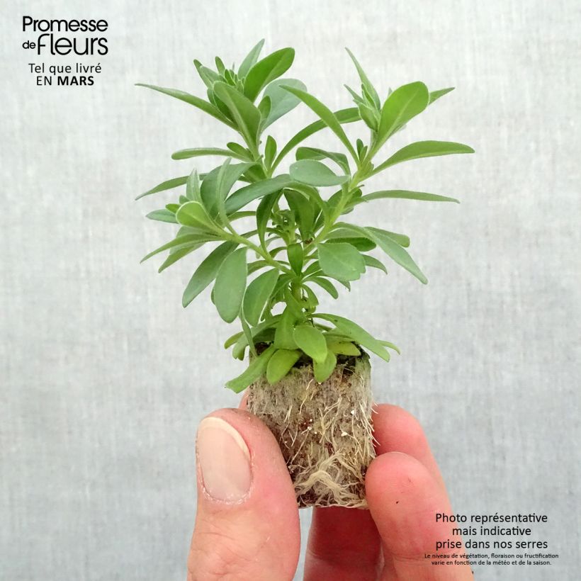 Spécimen de Calibrachoa Lia Dark Red- Mini-pétunia Mini-motte Ø 3/4 cm, Plant vert de 5 à 10 cm de haut tel que livré au printemps