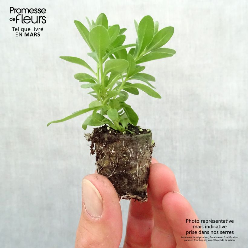 Example of Calibrachoa Noa Almond Blossom - Mini-pétunia Mini-motte Ø 3/4 cm, Plant vert de 5 à 10 cm de haut as you get in printemps