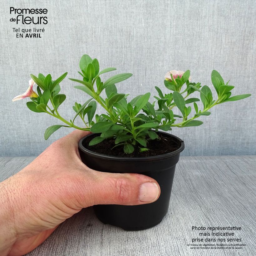 Example of Calibrachoa Noa Almond Blossom - Mini-pétunia Godet de 8/9 cm as you get in printemps