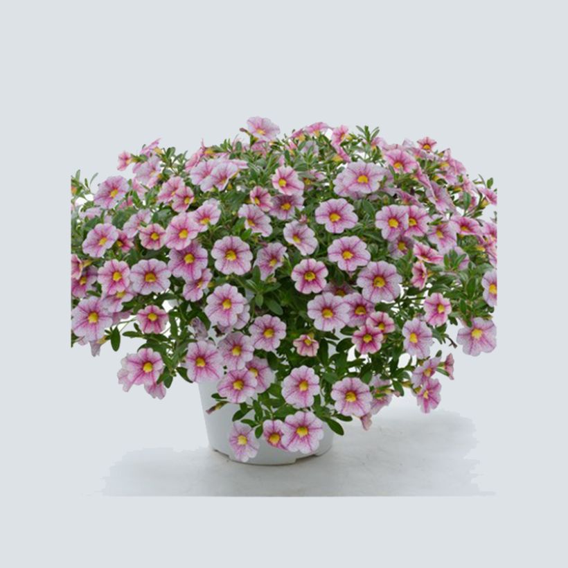Calibrachoa Noa Princess - Mini-pétunia (Plant habit)