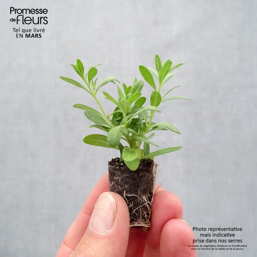 Spécimen de Calibrachoa Superbells Cherry Star - Mini-pétunia  Mini-motte Ø 1,5/2,5 cm, Livré en plant vert de 5 à 10 cm de hauteur tel que livré au printemps