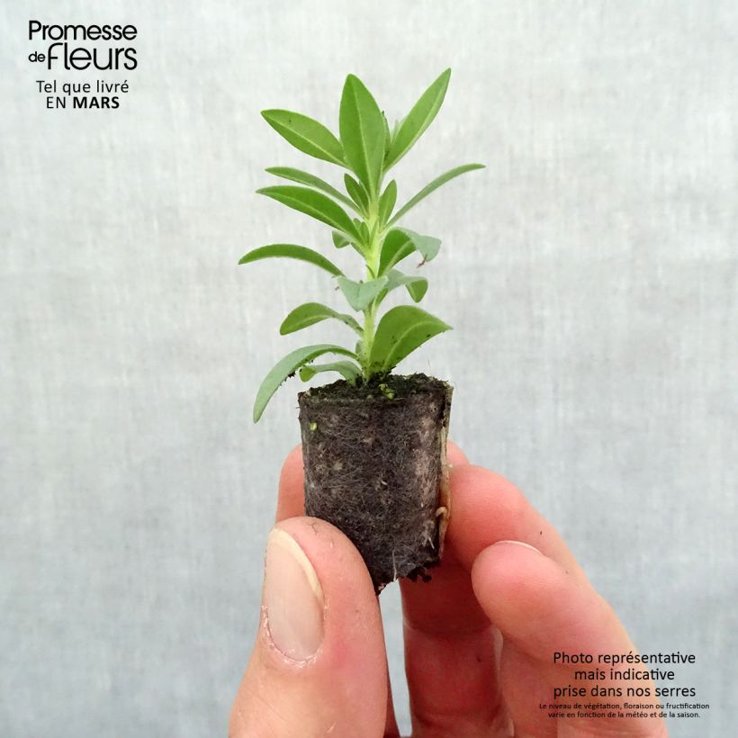 Spécimen de Calibrachoa Superbells Double Ruby - Mini-pétunia double Mini-motte Ø 1,5/2,5 cm, Livré en plant vert de 5 à 10 cm de hauteur tel que livré au printemps