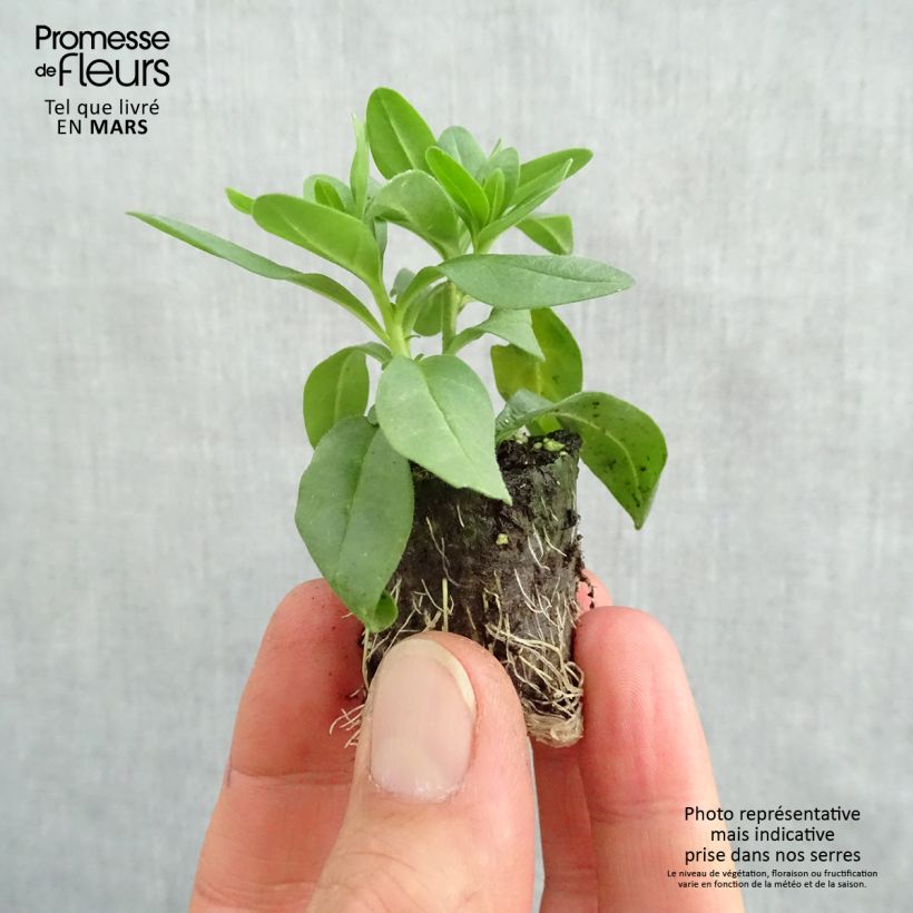 Example of Calibrachoa Superbells Lemon Slice - Mini-pétunia Mini-motte Ø 3/4 cm, Plant vert de 5 à 10 cm de haut as you get in printemps