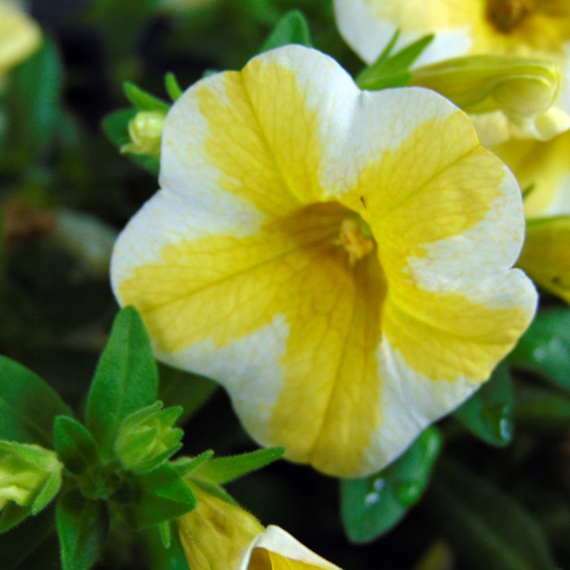 Calibrachoa Superbells Lemon Slice - Mini-pétunia (Flowering)