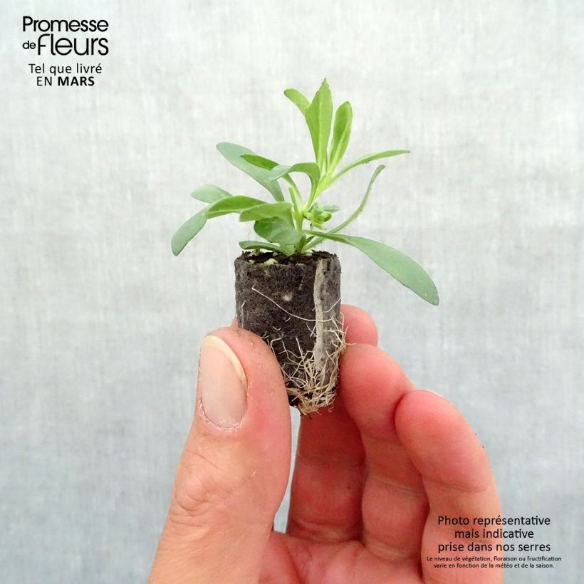 Spécimen de Calibrachoa Superbells Unique Blue Violet - Mini-pétunia Mini-motte Ø 1,5/2,5 cm, Plant vert de 5 à 10 cm de haut tel que livré au printemps