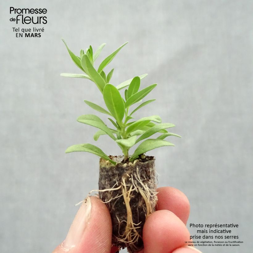 Example of Calibrachoa Superbells Unique Mango Punch - Mini-pétunia Mini-motte Ø 1,5/2,5 cm, Plant vert de 5 à 10 cm de hauteur as you get in printemps