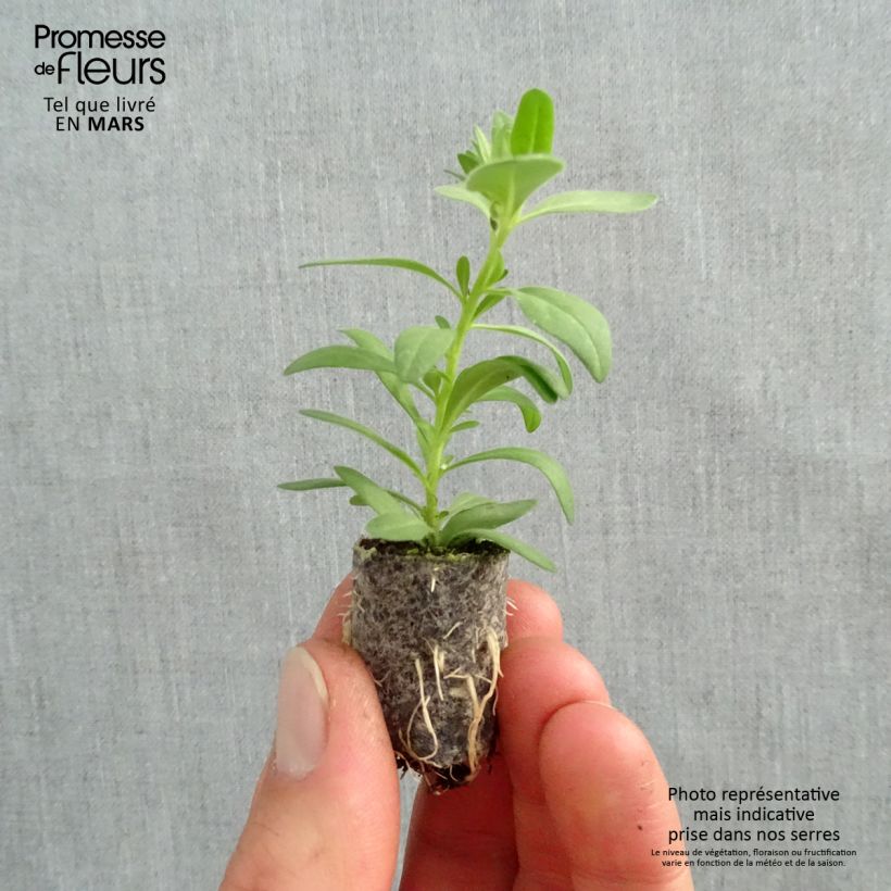 Example of Calibrachoa Superbells Unique White - Mini-pétunia Mini-motte Ø 1,5/2,5 cm, Plant vert de 5 à 10 cm de haut as you get in printemps