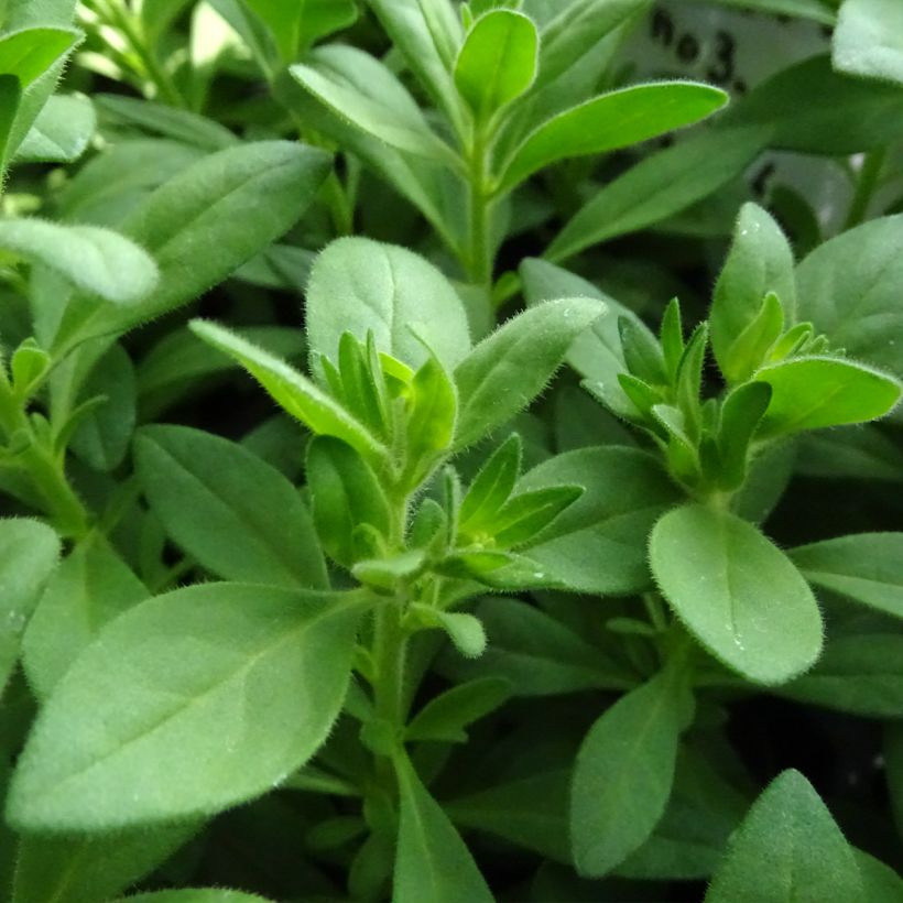 Calibrachoa Superbells Unique White - Mini-pétunia (Foliage)