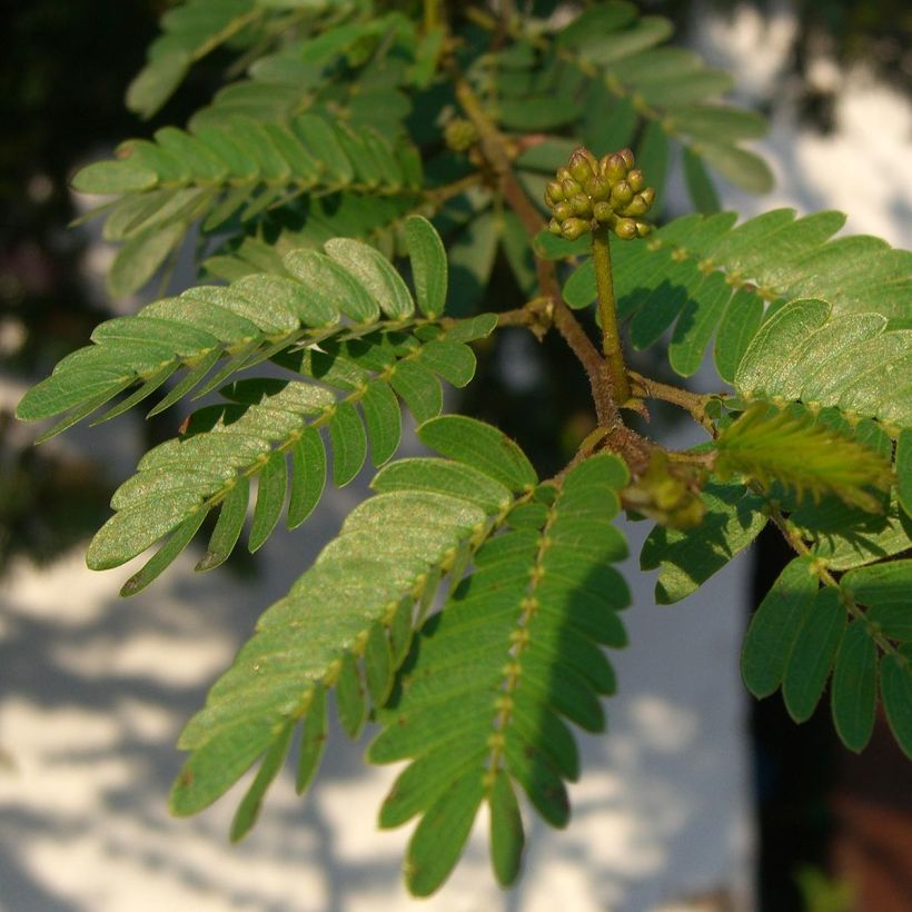 Pompon du marin - Calliandra surinamensis (Foliage)