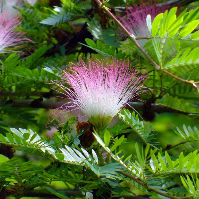 Pompon du marin - Calliandra surinamensis (Flowering)
