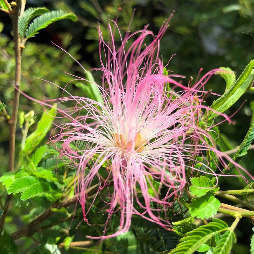 Calliandra surinamensis Dixie Pink - Arbre aux houpettes (Flowering)