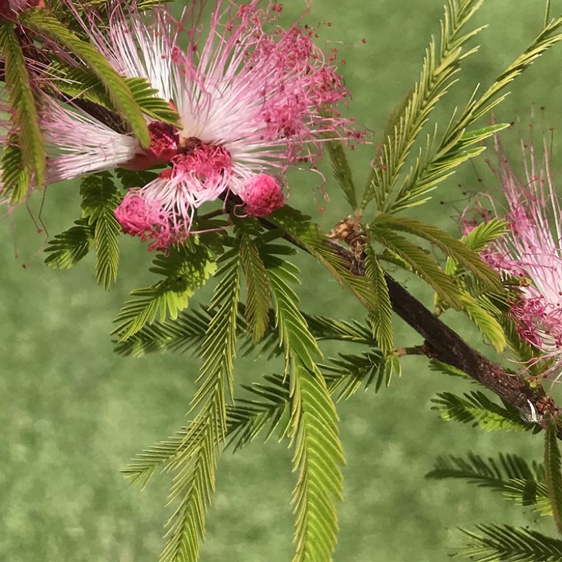 Calliandra surinamensis Dixie Pink - Arbre aux houpettes (Foliage)