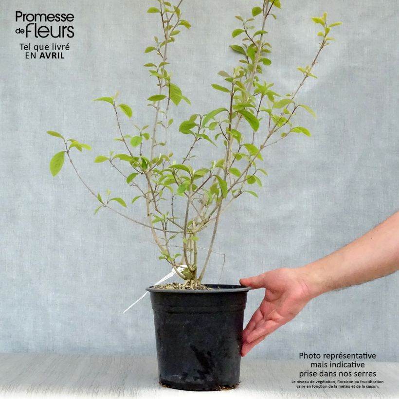 Example of Callicarpa bodinieri Imperial Pearl Pot de 3L/4L as you get in printemps