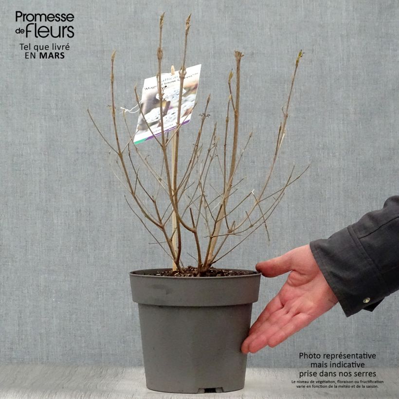 Example of Callicarpa bodinieri Magical Snowqueen  Pot de 3L/4L as you get in printemps
