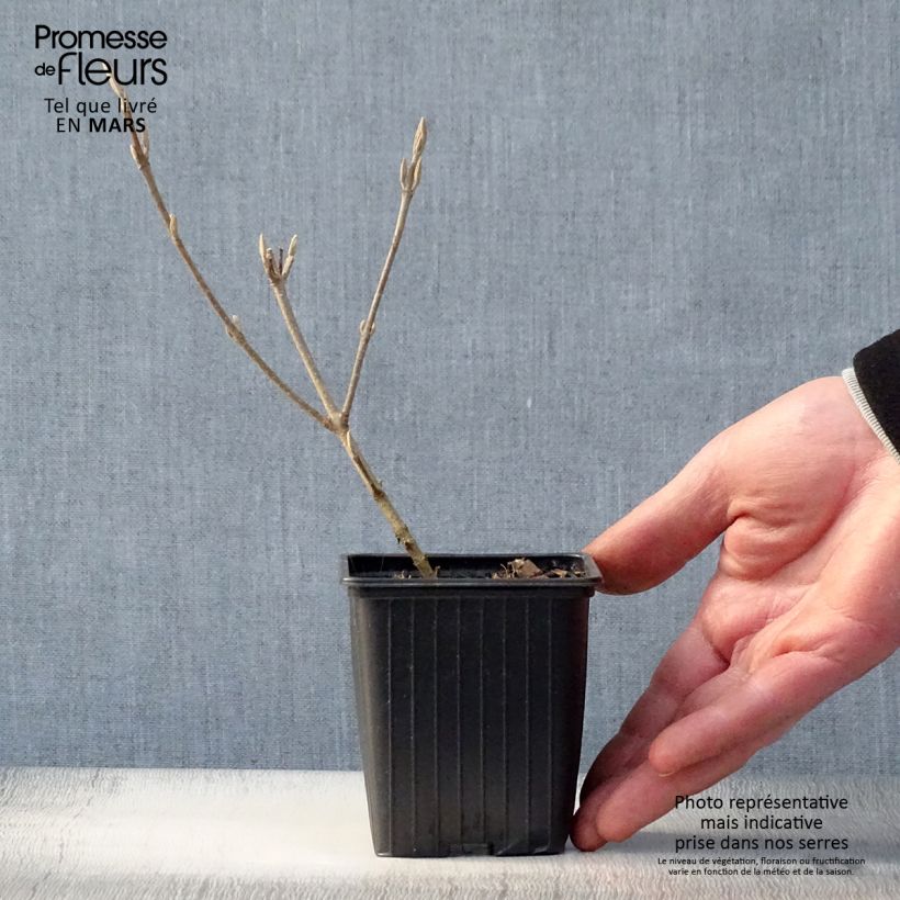 Example of Callicarpa bodinieri Magical Snowstar Godet de 8/9 cm as you get in printemps