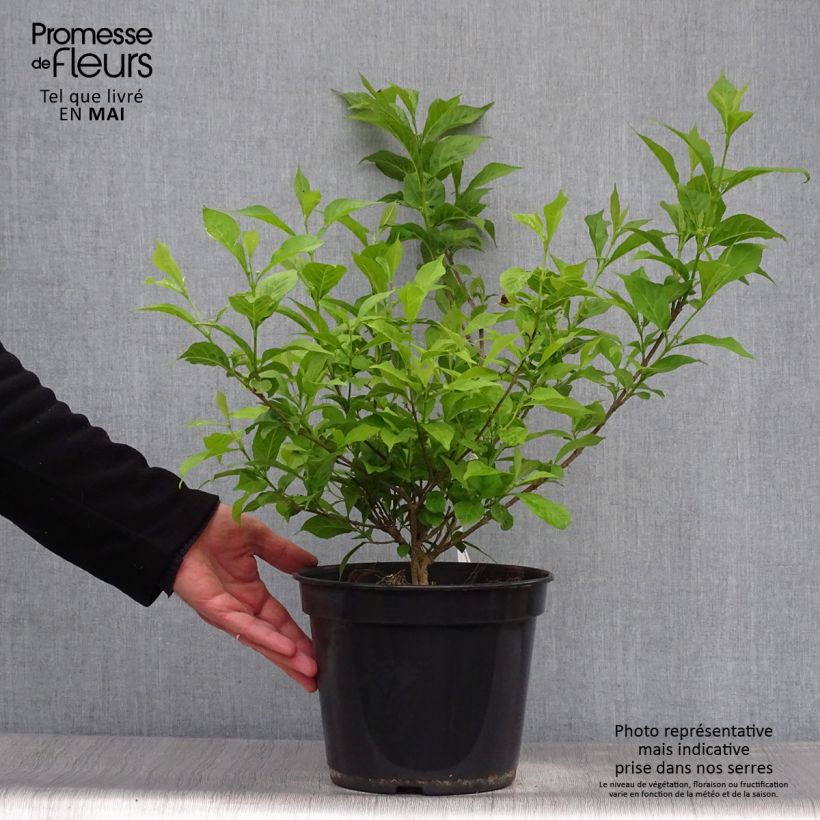 Example of Callicarpa bodinieri Magical Snowstar Pot de 3L/4L as you get in printemps