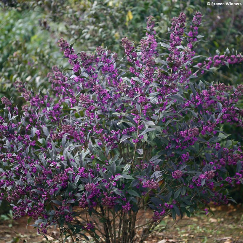 Callicarpa bodinieri Pearl Glam (Port)