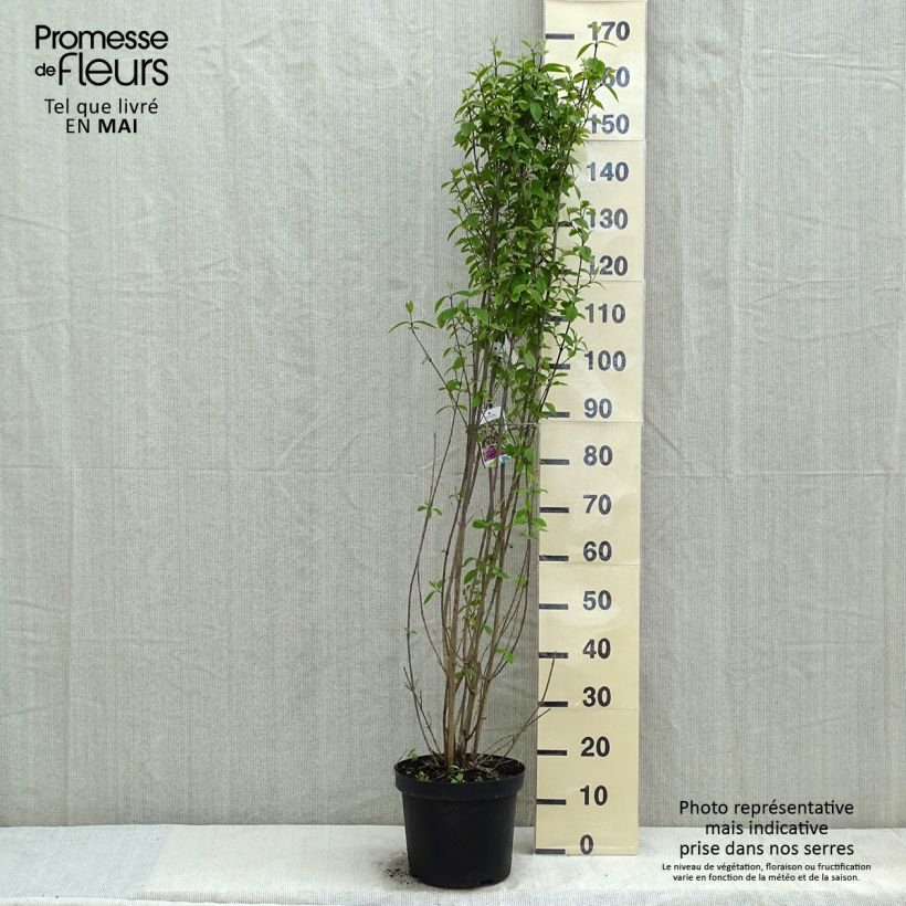 Example of Callicarpa bodinieri Profusion - Arbuste aux bonbons Pot de 12L/15L as you get in printemps